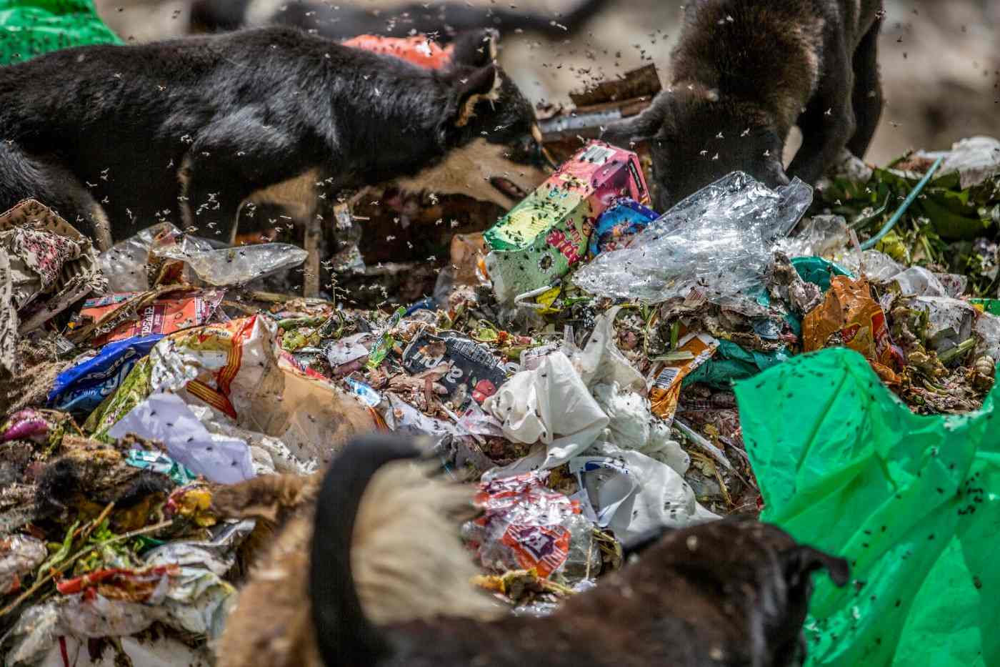 dogs at landfill