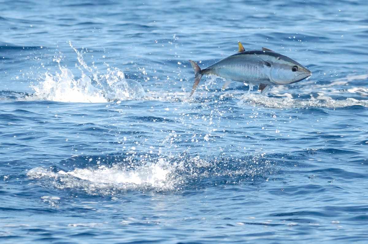 Mediterranean sea tuna