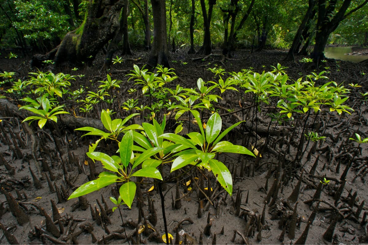 Reverse biodiversity loss