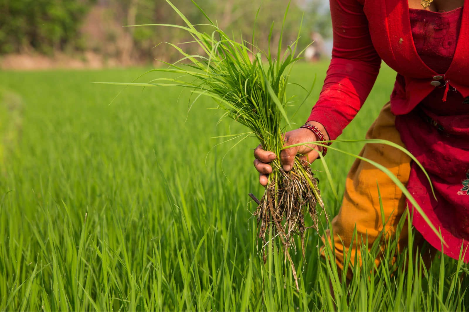 Woman working in a field